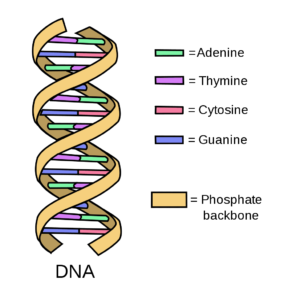 Stockphoto-DNA-Simple2